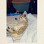 cat, kitten, bed, blanket, pillow, striped_bedspread, indoor, relaxed, lying_down, tabby, feline, sleepy, cute, pet, cozy, soft, fur, domestic, animal, resting