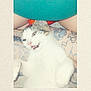 animal, candid, casual, cat, colorful, cute, indoor, kiss_mark, legs, mouth_open, person, pet, playful, red, resting, shirt, tabby, tattoo, teal, white_fur