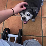 Jag joined the competition — help win amazing prizes! black_fur, casual, clothing, companion, dog, floor, grey_fur, hand, happy, human_hand, indoor, looking_up, paw, person, pet, senior_dog, smiling, tile_floor, walker, wheelchair