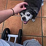 black_fur, casual, clothing, companion, dog, floor, grey_fur, hand, happy, human_hand, indoor, looking_up, paw, person, pet, senior_dog, smiling, tile_floor, walker, wheelchair
