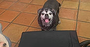 Jag joined the competition — help win amazing prizes! animal, black_fur, companion, cozy, dog, floor_tiles, furniture, gray_fur, happy, home_interior, indoor, leather_couch, looking_up, old_dog, pet, relaxed, seated, smiling, tile_floor, tongue_out