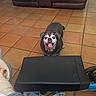 animal, black_fur, companion, cozy, dog, floor_tiles, furniture, gray_fur, happy, home_interior, indoor, leather_couch, looking_up, old_dog, pet, relaxed, seated, smiling, tile_floor, tongue_out