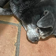 Jag is registered to the contest to win money with this photo: dog, sleeping, black_fur, gray_fur, pet, animal, floor, terracotta_tile, indoors, closeup, resting, canine, quiet, relaxed, fur, paw, ear, snout, napping, peaceful
