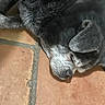 dog, sleeping, black_fur, gray_fur, pet, animal, floor, terracotta_tile, indoors, closeup, resting, canine, quiet, relaxed, fur, paw, ear, snout, napping, peaceful