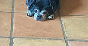 Jag joined the competition — help win amazing prizes! animal, animal_face, black_dog, brown_tiles, companion, cute, dog, floor, gray_fur, indoor, looking_at_camera, lying_down, orange_tiles, pet, pug_like, quiet, resting, small_dog, square_tiles, tile_floor