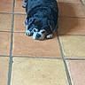 dog, black_dog, lying_down, floor, tile_floor, indoor, pet, animal, looking_at_camera, small_dog, gray_fur, square_tiles, brown_tiles, orange_tiles, resting, cute, companion, animal_face, pug_like, quiet