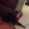 Jag joined the competition — help win amazing prizes! animal, black, brown, companion, couch, cozy, dog, ears, floor, home, indoor, living_room, looking_up, old_dog, paws, pet, quiet, relaxed, resting, tile_floor
