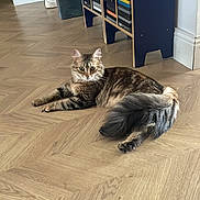 Winnie a rejoint le concours — aidez-le/la à gagner de superbes lots ! animal, bookshelf, cat, chevron_pattern, cozy, curious, domestic, ears, eyes, floor, fur, furniture, home, indoor, pet, relaxing, resting, tabby_cat, tail, wooden_floor
