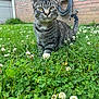 Zara joined the competition — help win amazing prizes! cat, tabby_cat, pet, grass, clover, white_clover, flowers, brick_wall, garden_hose, backyard, lawn, outdoors, close_up, portrait, whiskers, yellow_eyes, ears, fur, sitting, greenery