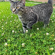 Zara is registered to the contest to win money with this photo: cat, tabby_cat, feline, outdoors, grass, clover, white_clover, whiskers, yellow_eyes, striped_fur, pet, yard, brick_wall, curious, close_up, paws, tail, nature, portrait, summer