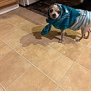 Chapulin is registered to the contest to win money with this photo: animal, brown, cabinet, clothing, curious, cute, dog, domestic, floor, indoor, kitchen, looking, mat, pet, scarf, shadow, small_dog, standing, tile_floor, white