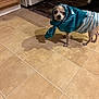 animal, brown, cabinet, clothing, curious, cute, dog, domestic, floor, indoor, kitchen, looking, mat, pet, scarf, shadow, small_dog, standing, tile_floor, white