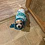Chapulin joined the competition — help win amazing prizes! animal, bandana, brown, clothing, companion, curious, cute, dog, domestic_animal, floor, indoor, looking_up, pet, shadow, small_dog, standing, striped, tile_floor, white, wooden_door