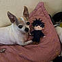 Chapulin is registered to the contest to win money with this photo: animal, casual, chihuahua, companion, cute, dog, furniture, home, indoor, pet, pink_pillow, plush_doll, quilted_pillow, relaxed, resting, small_dog, soft_texture, stuffed_animal, toy, wall