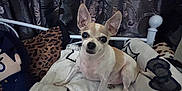 Chapulin joined the competition — help win amazing prizes! alert, animal, bed, blanket, brown, chihuahua, cozy, curtain, cute, dog, fabric, furniture, home, indoor, pet, plush_toy, resting, small_dog, spider_web_pattern, white