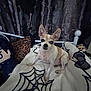 alert, animal, bed, blanket, brown, chihuahua, cozy, curtain, cute, dog, fabric, furniture, home, indoor, pet, plush_toy, resting, small_dog, spider_web_pattern, white