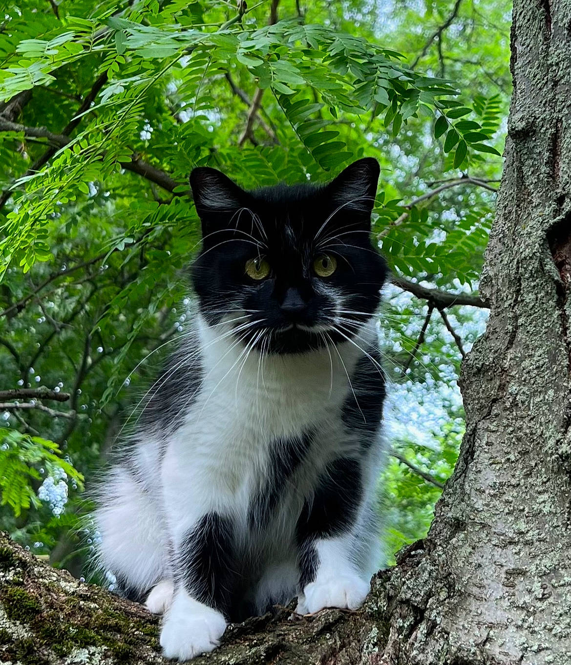 Bean joined the competition — help win amazing prizes! carnivore, cat, domestic_short_haired_cat, felidae, forest, fur, grass, plant, plant_stem, small_to_medium_sized_cats, snout, tail, terrestrial_animal, tree, trunk, twig, whiskers, wildlife, wood