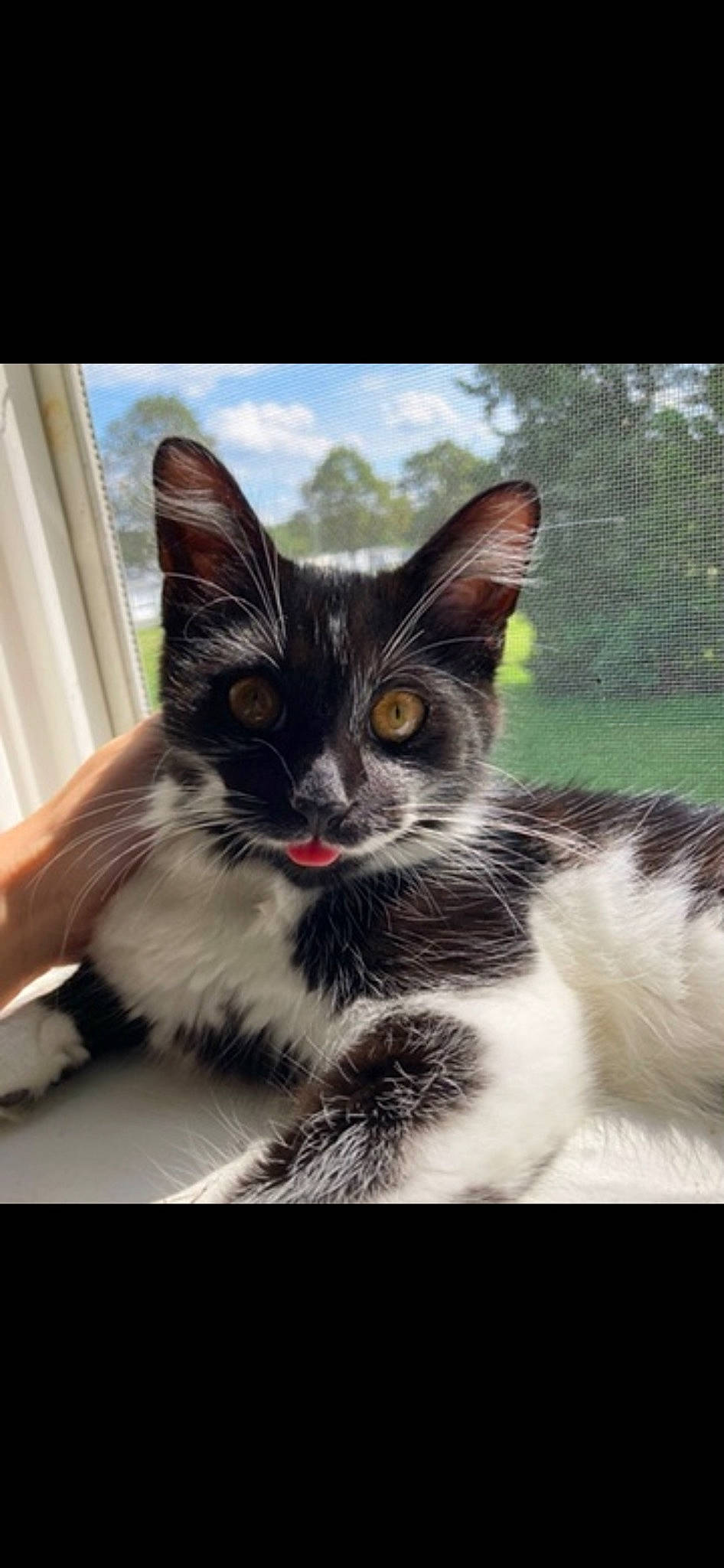 Bean is registered to the contest to win money with this photo: art, carnivore, cat, claw, cloud, curtain, domestic_short_haired_cat, felidae, fur, paw, photo_caption, plant, sitting, sky, small_to_medium_sized_cats, snout, tail, tree, whiskers