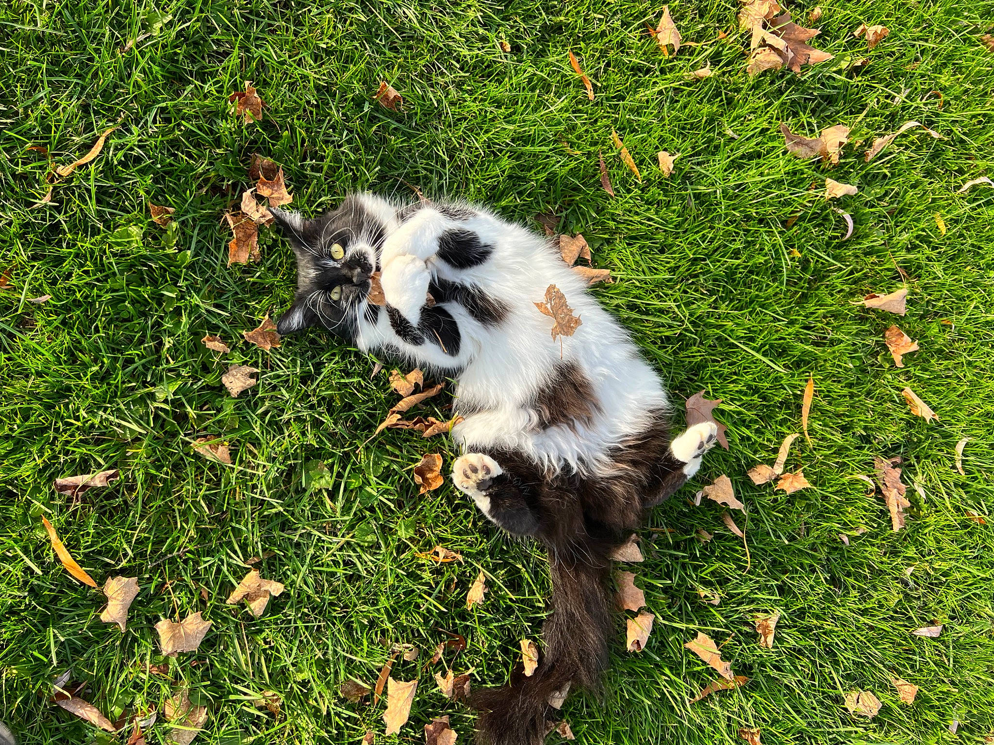 Bean joined the competition — help win amazing prizes! carnivore, cat, companion_dog, dog_breed, felidae, fur, grass, grassland, groundcover, lawn, pasture, people_in_nature, plant, small_to_medium_sized_cats, tail, terrestrial_animal, whiskers