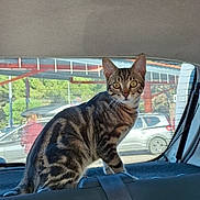 Lyou a rejoint le concours — aidez-le/la à gagner de superbes lots ! alert, animal, backseat, car_interior, cat, curious, daylight, feline, indoor, outdoor, parked_car, person, pet, rear_window, seat, seatbelt, tabby_cat, transportation, vehicle, window