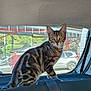 alert, animal, backseat, car_interior, cat, curious, daylight, feline, indoor, outdoor, parked_car, person, pet, rear_window, seat, seatbelt, tabby_cat, transportation, vehicle, window