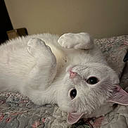 Sheldon joined the competition — help win amazing prizes! cat, white_cat, pet, lying_down, bed, quilt, fluffy, cute, indoor, animal, feline, paw, relaxed, sleepy, cozy, soft, closeup, whiskers, ears, face