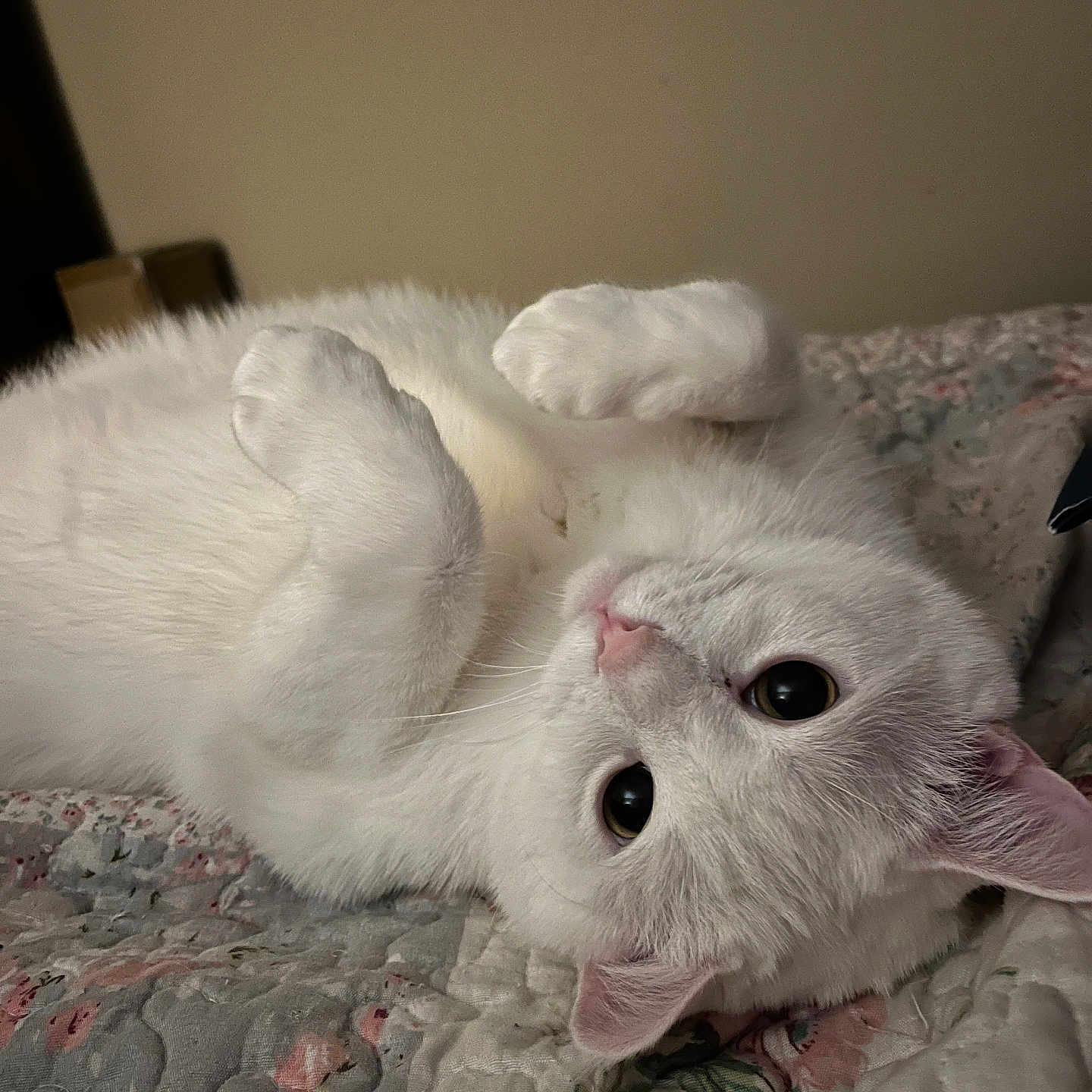 Sheldon joined the competition — help win amazing prizes! cat, white_cat, pet, lying_down, bed, quilt, fluffy, cute, indoor, animal, feline, paw, relaxed, sleepy, cozy, soft, closeup, whiskers, ears, face