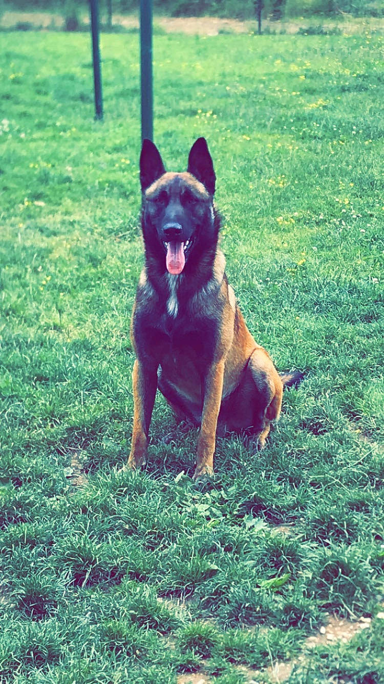 Seth Jr. participe au concours pour gagner de l'argent avec cette photo : canidae, carnivore, companion_dog, dog, dog_breed, east_european_shepherd, fawn, german_shepherd_dog, grass, green, groundcover, guard_dog, herding_dog, plant, snout, sporting_group, tail, tree, working_animal, working_dog