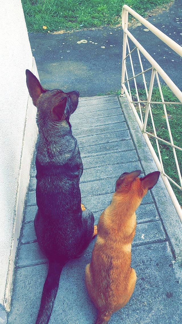 Seth Jr. participe au concours pour gagner de l'argent avec cette photo : carnivore, companion_dog, dog, dog_breed, fawn, felidae, light, mammal, pet_supply, small_to_medium_sized_cats, snapshot, snout, stairs, tail, tints_and_shades, vertebrate, water, whiskers, window, wood