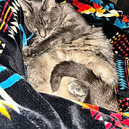 Huey is registered to the contest to win money with this photo: animal, blanket, cat, colorful, comfort, cozy, cute, feline, fur, gray_cat, indoor, nap, patterned_blanket, pet, relaxation, resting, sleeping, soft, tail, whiskers