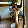 cat, cat_tree, indoor, plant, window, sunlight, tile_floor, furniture, pet, relaxing, cozy, home, green_plant, blinds, radiator, cat_toy, resting, domestic, fur, quiet