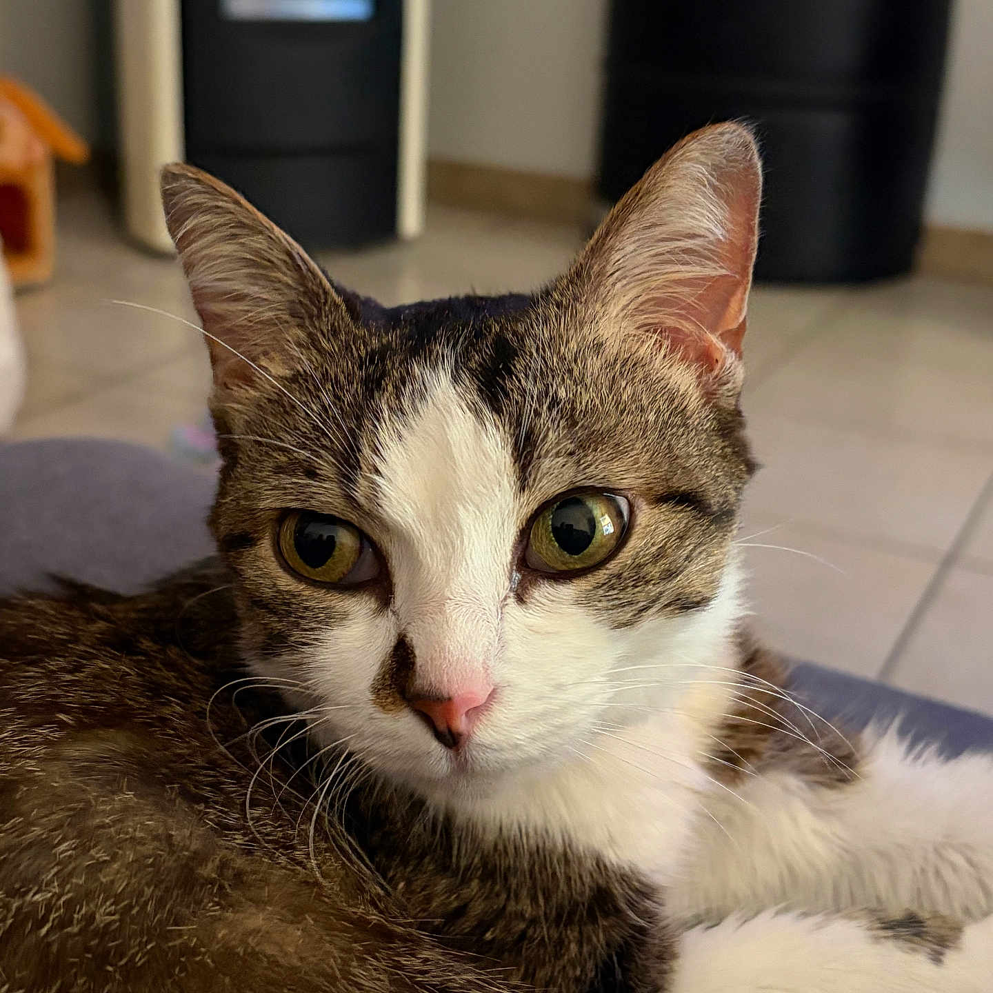 Pixie a rejoint le concours — aidez-le/la à gagner de superbes lots ! cat, pet, indoor, fur, whiskers, pink_nose, green_eyes, closeup, animal, mammal, tabby, relaxed, cute, portrait, domestic, feline, soft_light, home, floor, resting