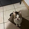 Pixie a rejoint le concours — aidez-le/la à gagner de superbes lots ! cat, animal, pet, curious, looking_up, scratch_pad, floor_tile, indoor, domestic, whiskers, ears, tail, feline, brown, white, striped, cabinet, wall, shadow, closeup