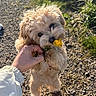 dog, puppy, fluffy, small_dog, cream_fur, curly_fur, flower, yellow_flower, outdoor, garden, gravel, path, sunlight, greenery, plants, hand, person, portrait, cute, nature