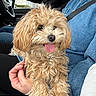 Lady participe au concours pour gagner de l'argent avec cette photo : dog, puppy, small_dog, fluffy, curly_hair, tan_fur, tongue_out, happy, cute, pet, animal, car, car_interior, passenger, human, denim, seatbelt, hand, portrait, closeup