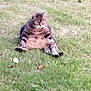 alone, animal, cat, cute, daylight, feline, funny_pose, fur, garden, grass, green, leaf, mammal, nature, outdoor, pet, relaxed, resting, sitting, tabby