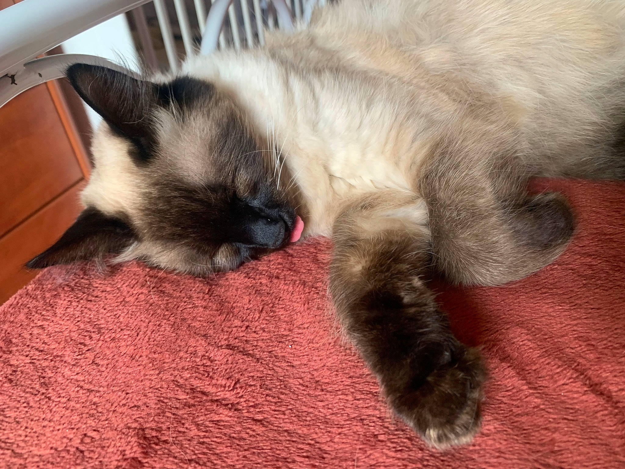 Françis a rejoint le concours — aidez-le/la à gagner de superbes lots ! balinese, birman, carnivore, cat, claw, comfort, domestic_short_haired_cat, eye, fawn, felidae, foot, fur, paw, siamese, small_to_medium_sized_cats, snout, tail, thai, tonkinese, whiskers