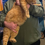 Big Boy is registered to the contest to win money with this photo: person, cat, orange_tabby, indoor, holding, green_hoodie, feline, pet, animal, tongue_out, clothing, casual, room, hand, fur, cute, domestic, mammal, relaxed, escape_attempt