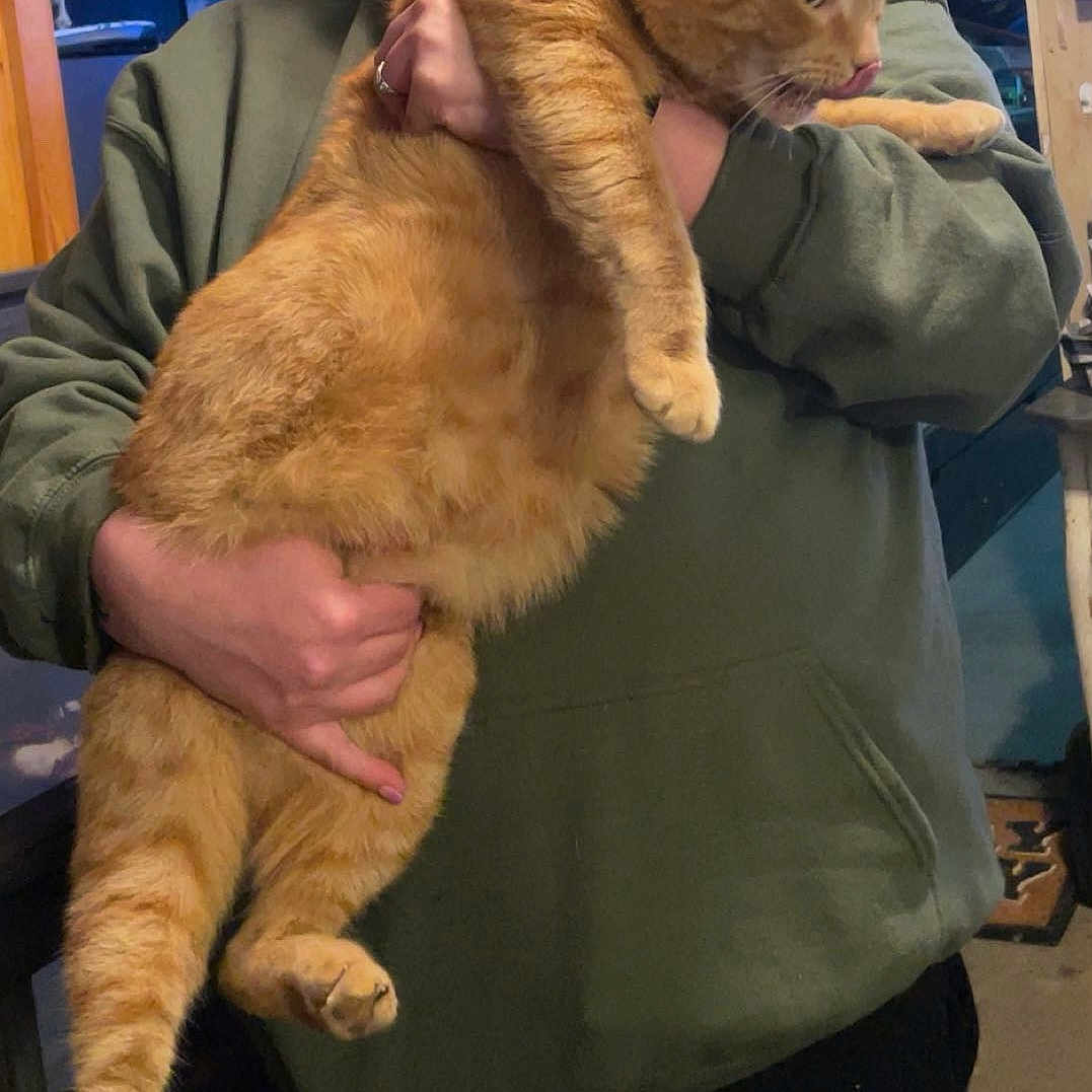 Big Boy is registered to the contest to win money with this photo: person, cat, orange_tabby, indoor, holding, green_hoodie, feline, pet, animal, tongue_out, clothing, casual, room, hand, fur, cute, domestic, mammal, relaxed, escape_attempt