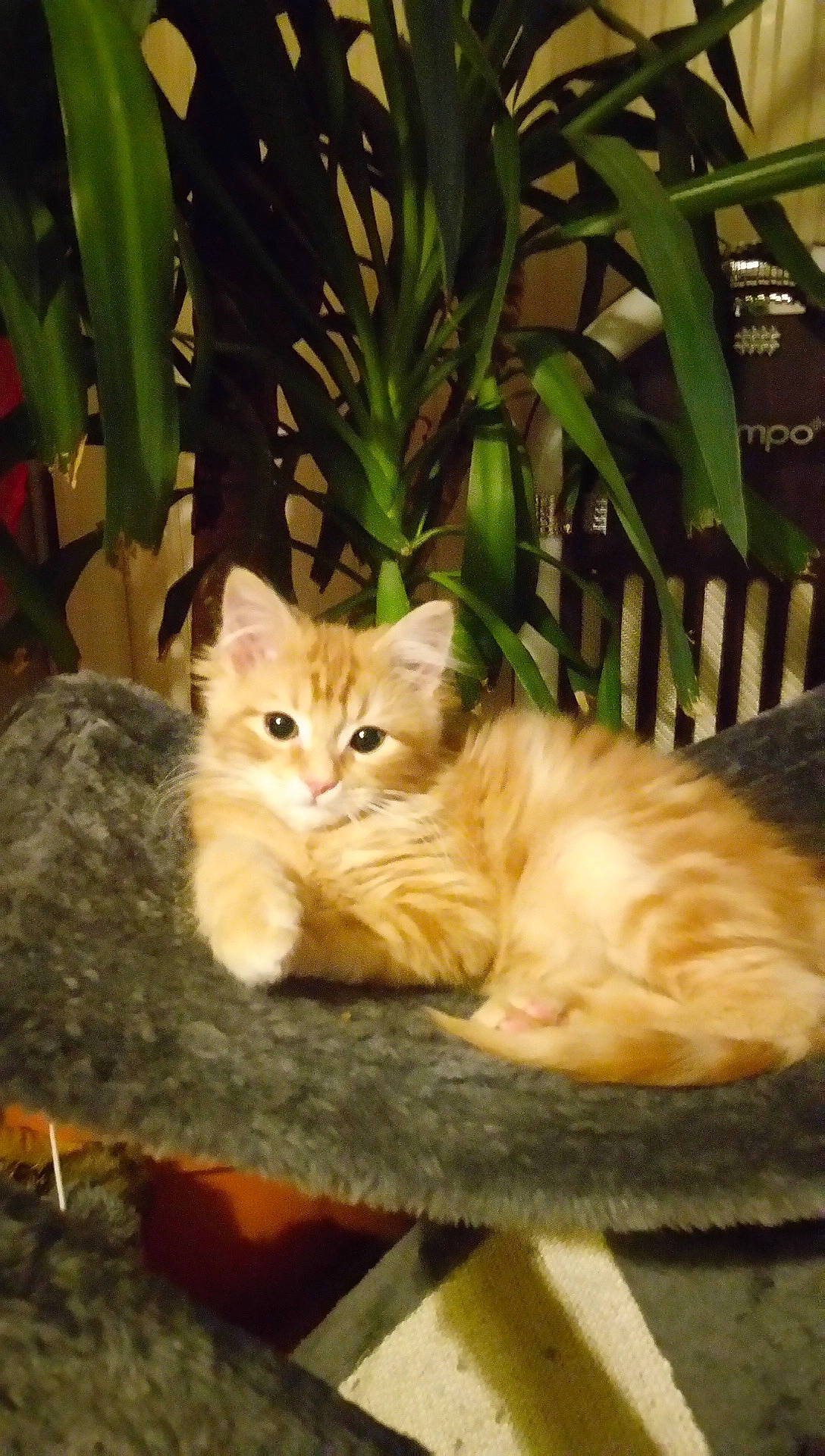 Tigrou participe au concours pour gagner de l'argent avec cette photo : carnivore, cat, comfort, domestic_short_haired_cat, eye, fawn, felidae, fur, grass, hardwood, paw, plant, sitting, small_to_medium_sized_cats, snout, tail, terrestrial_animal, whiskers, wildlife, wood