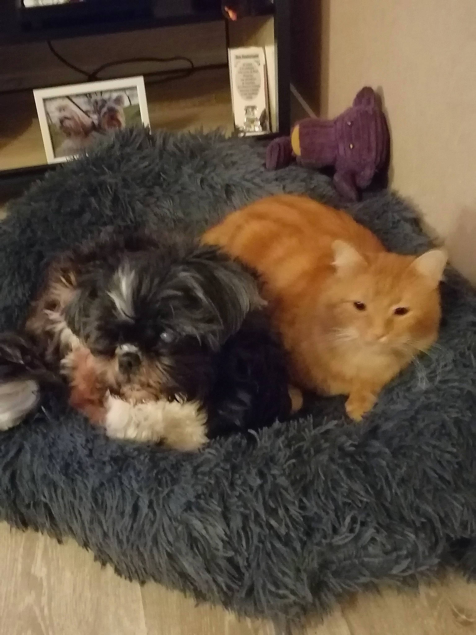 Tigrou a rejoint le concours — aidez-le/la à gagner de superbes lots ! box, canidae, carnivore, comfort, companion_dog, dog, dog_breed, dog_supply, fawn, fur, liver, pet_supply, small_terrier, snout, sporting_group, tail, terrier, toy_dog, whiskers, working_animal