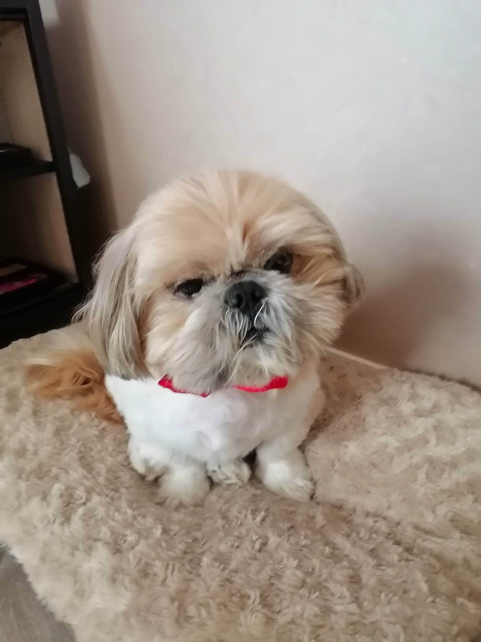 Igor participe au concours pour gagner de l'argent avec cette photo : canidae, carnivore, comfort, companion_dog, dog, dog_breed, dog_supply, eye, fawn, fur, liver, mal_shi, natural_material, shih_tzu, snout, sporting_group, terrestrial_animal, toy_dog, working_animal, wrinkle