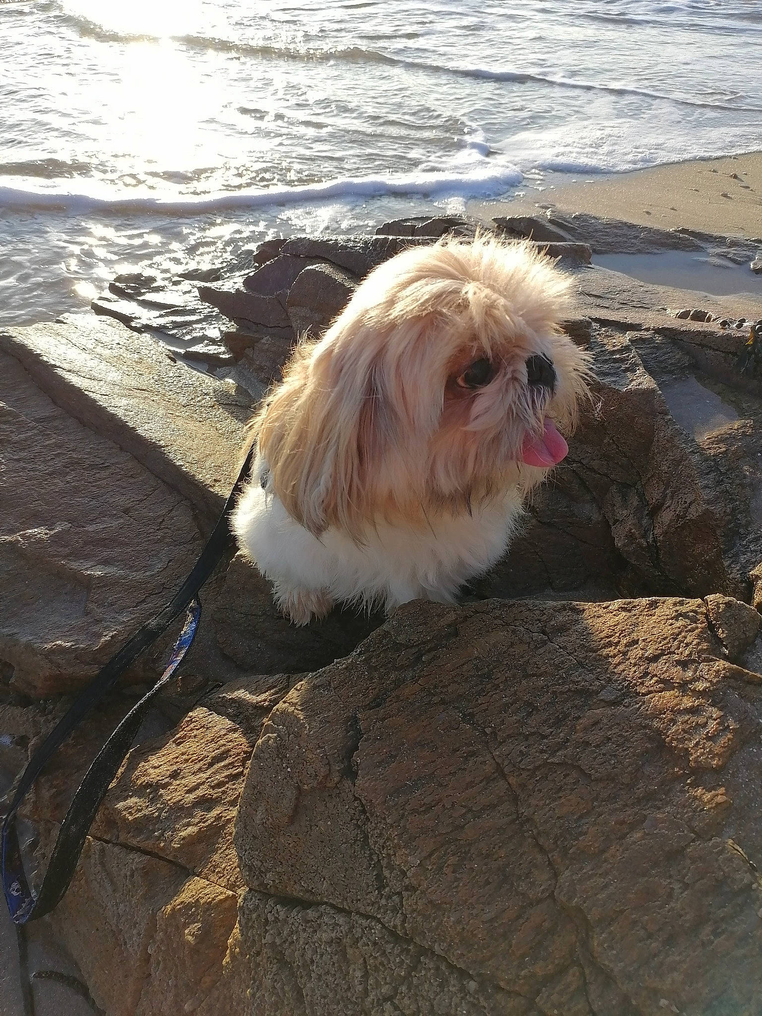 Igor a rejoint le concours — aidez-le/la à gagner de superbes lots ! asphalt, beach, canidae, carnivore, companion_dog, dog, dog_breed, fawn, fur, non_sporting_group, ocean, shadow, small_terrier, sporting_group, tail, terrier, toy_dog, water, wood, working_animal