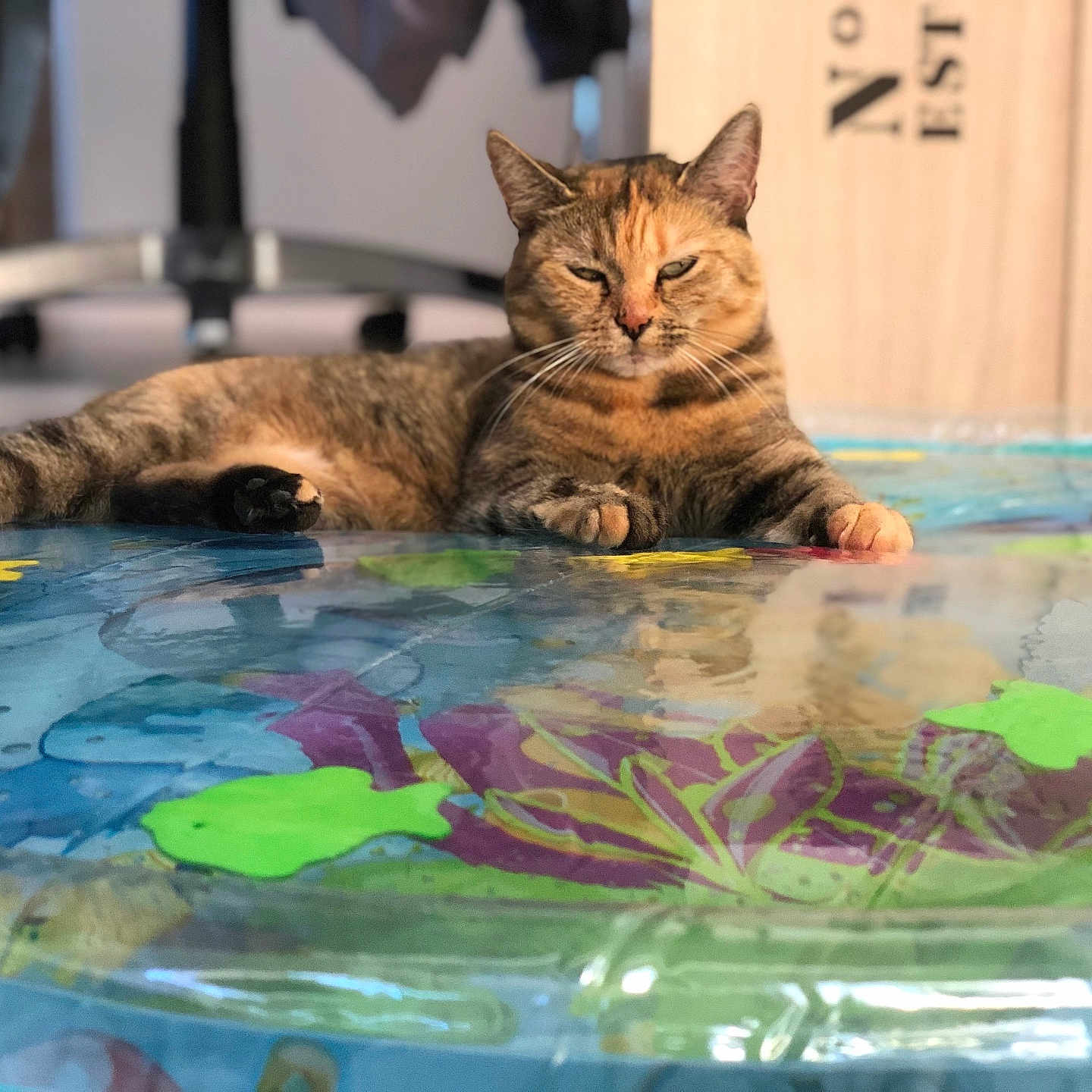 Miaouss participe au concours pour gagner de l'argent avec cette photo : abyssinian, animal, cat, face, furniture, head, herbal, herbs, kitten, manx, person, pet, photography, plant, pool, portrait, pottedplant, swimmingpool, table, water