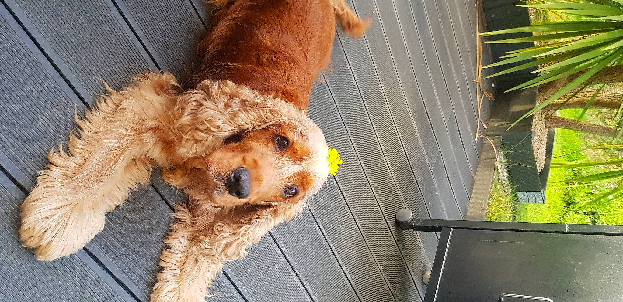 Nutty a rejoint le concours — aidez-le/la à gagner de superbes lots ! canidae, carnivore, companion_dog, dog, dog_breed, dog_supply, fawn, fur, labradoodle, liver, pet_supply, plant, snout, sporting_group, stuffed_toy, terrier, toy, toy_dog, wood, working_animal