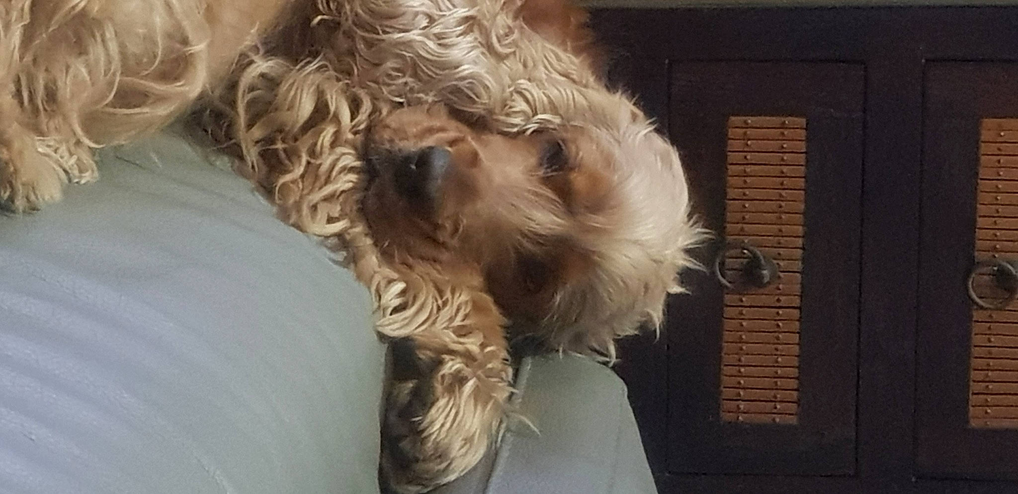 Nutty a rejoint le concours — aidez-le/la à gagner de superbes lots ! canidae, carnivore, comfort, companion_dog, dog, dog_breed, dog_collar, dog_supply, fawn, fur, liver, maltepoo, non_sporting_group, small_terrier, snout, sporting_group, terrier, toy_dog, working_animal, yorkipoo