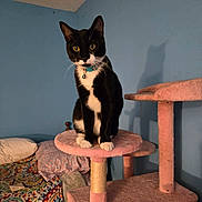 Oreo joined the competition — help win amazing prizes! cat, tuxedo_cat, pet, indoor, cat_tree, sitting, whiskers, collar, bell, yellow_eyes, pink_fabric, blue_wall, shadow, bed, colorful_bedspread, paws, portrait, cozy, furniture, animal