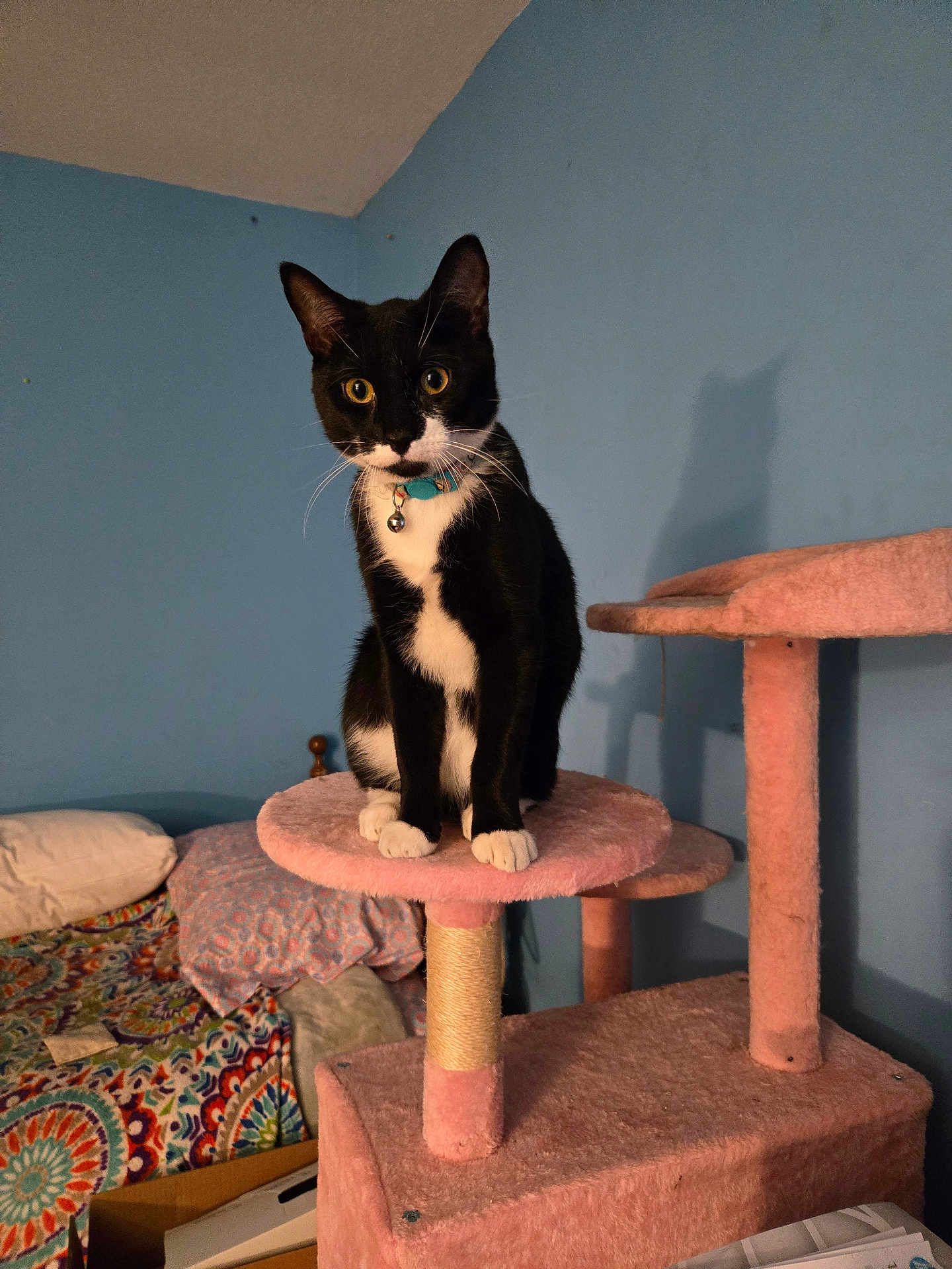 Oreo joined the competition — help win amazing prizes! cat, tuxedo_cat, pet, indoor, cat_tree, sitting, whiskers, collar, bell, yellow_eyes, pink_fabric, blue_wall, shadow, bed, colorful_bedspread, paws, portrait, cozy, furniture, animal