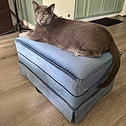 Gandalf joined the competition — help win amazing prizes! cat, gray_cat, ottoman, furniture, indoor, hardwood_floor, living_room, pet, yellow_eyes, paw, tail, upholstery, cozy, looking_at_camera, portrait, close_up, domestic_cat, relaxed, sitting, home_interior