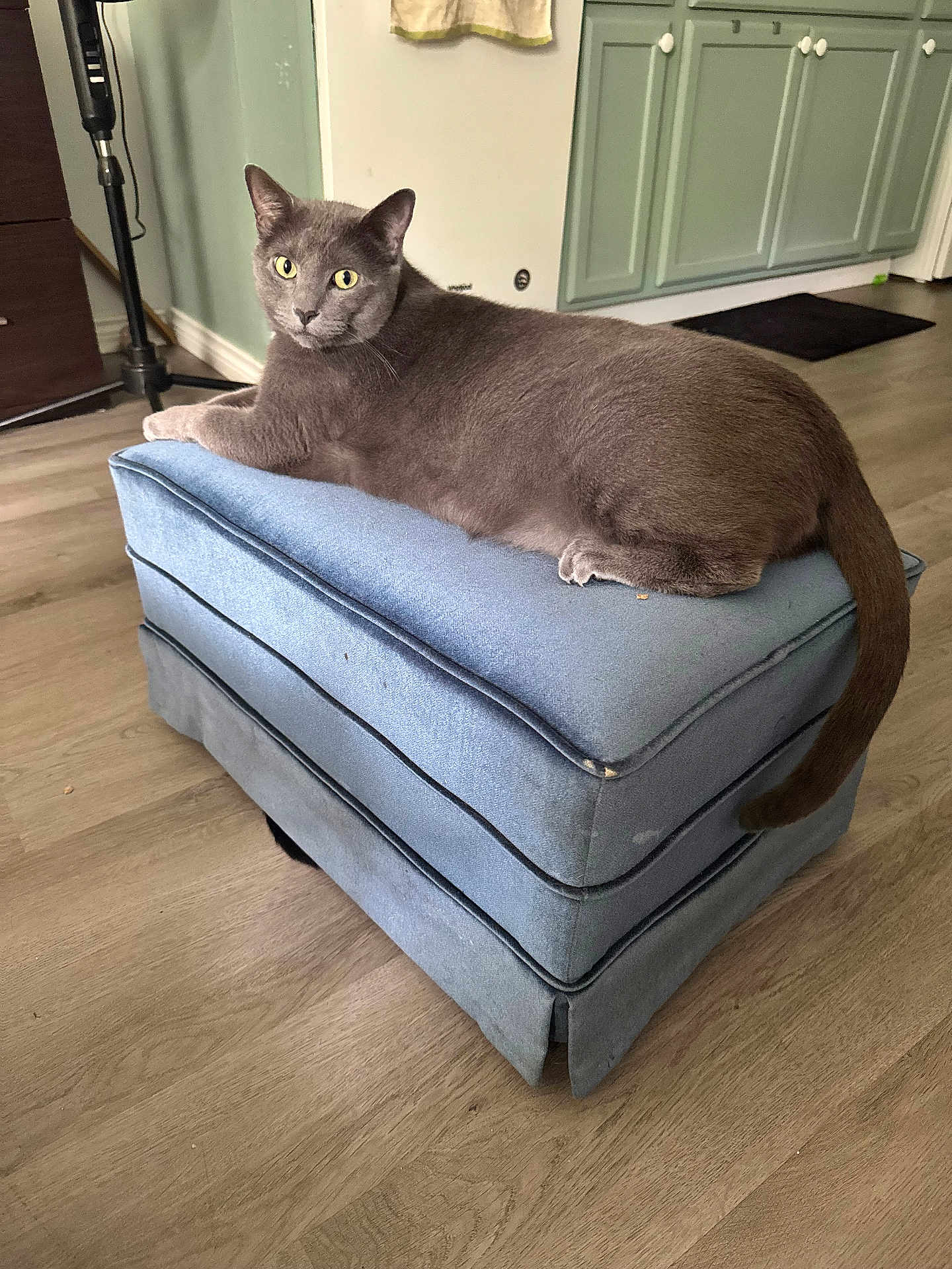 Gandalf joined the competition — help win amazing prizes! cat, gray_cat, ottoman, furniture, indoor, hardwood_floor, living_room, pet, yellow_eyes, paw, tail, upholstery, cozy, looking_at_camera, portrait, close_up, domestic_cat, relaxed, sitting, home_interior